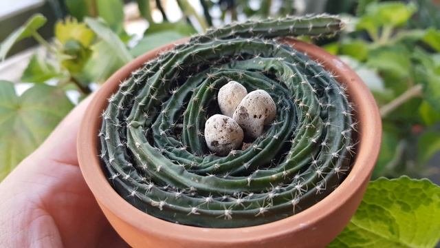 Selenicereus Grandiflorus Cactus