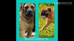 Бурбуль против бульмастифа.