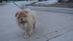 щенок чау чау купить1