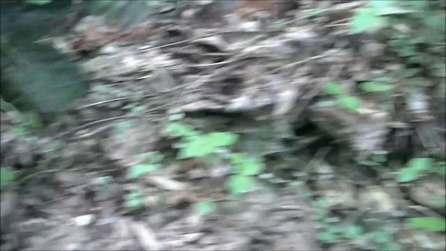 Common Brown Cup смотреть онлайн