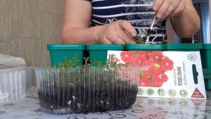 Пора пересаживать гвоздику.