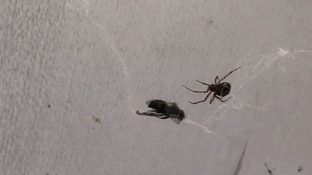 Муха попалась! Паук очень рад. смотреть онлайн