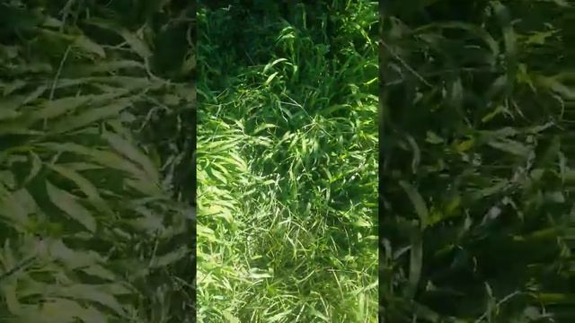 Survival-part:3/30 bad morning смотреть онлайн