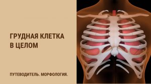 Грудная клетка в целом.