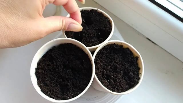 Бархатцы (чернобрывцы) от семян до бутонов. Как посадить бархатцы на рассаду, когда они прорастут смотреть онлайн