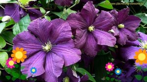 Клематис гибридный Этоль вайолет. Краткий обзор, описание характеристик clematis Etoile violette