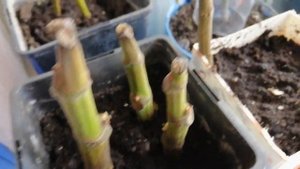 Зелёные черенки инжира. Как быть с ними? 15 11 2021