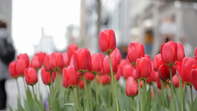 Tulips - Ambient Drone soundscaping