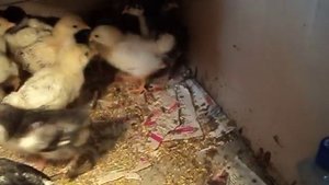 Как не надо делать! Цыплятам два месяца!