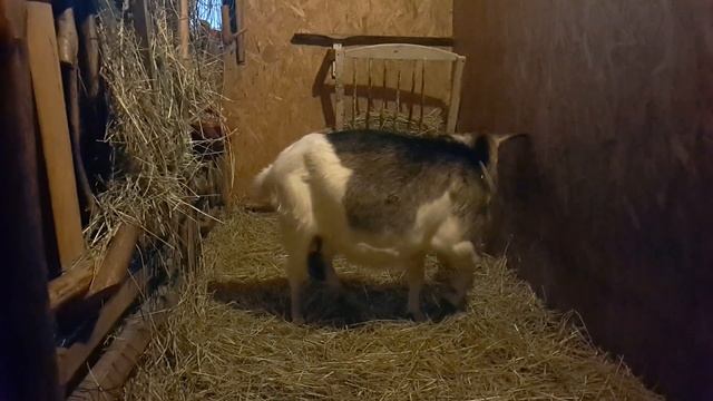 Какой доход приносят козы? Прибыль от коз. смотреть онлайн