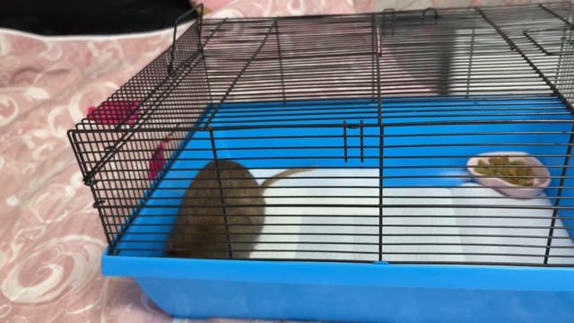 Новости про Зёву ? Уборка у крыс ? смотреть онлайн