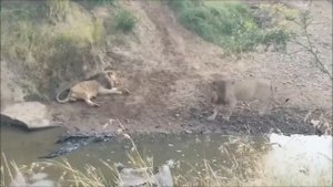 RIP Scarface | The WORLD FAMOUS Lion Scarface Dies At Age 14.