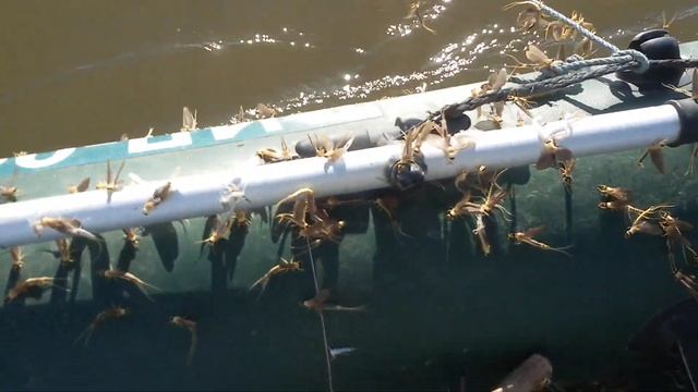 Бабочки однодневки Такого я не видел смотреть онлайн