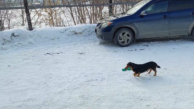 Дрессировка собак в Барнауле. Что может маленькая ? собачка.