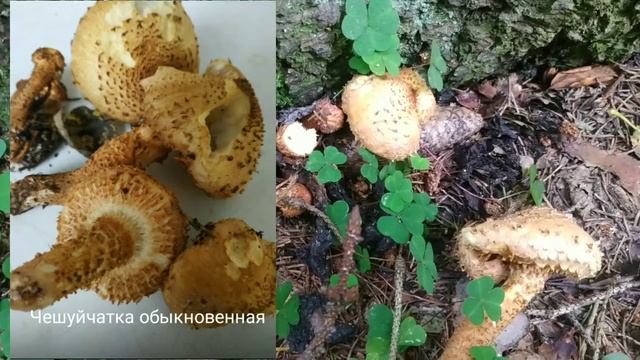 Рядовка-осенний гриб смотреть онлайн