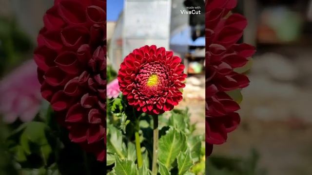 Георгин корнел ред. #георгины#dahliia смотреть онлайн