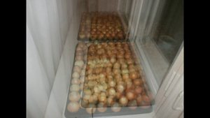 Выращивание зеленого лука на подоконнике