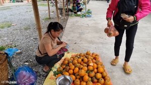 Harvesting Oranges at the end the season Goes to the district central market to sell | Ly Thi Lang