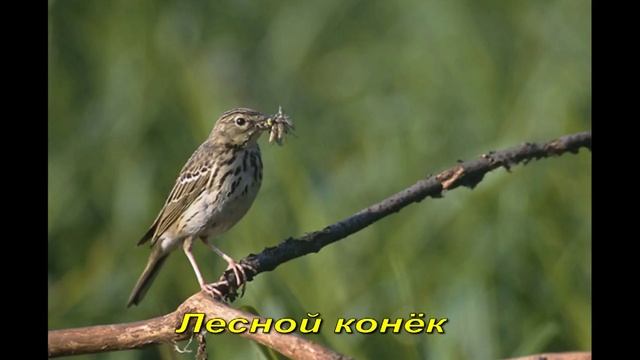 ЛЕСНЫЕ ПТИЦЫ!!! РАЗВИВАЛКА ДЛЯ МАЛЫШЕЙ!!!