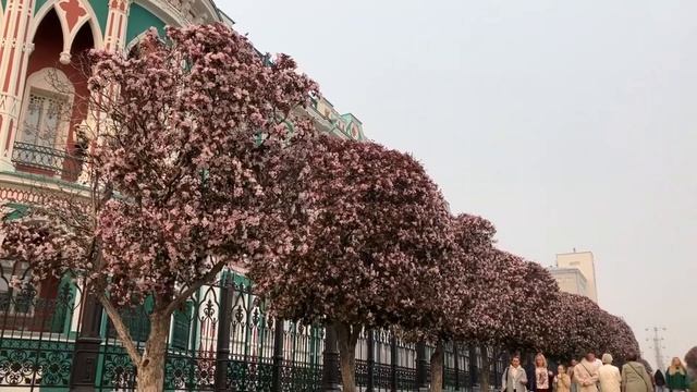 Розовые яблони Недзвецкого на проспекте Ленина в Екатеринбурге. смотреть онлайн