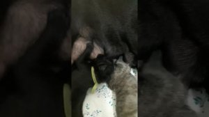 Купировали хвосты. Прощай хвостик. Наш стресс! Жизнь- боль. Кане корсо щенки