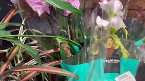 Выставка-ярмарка Орхидиум. САМЫЕ НЕОБЫЧНЫЕ ОРХИДЕИ!!!