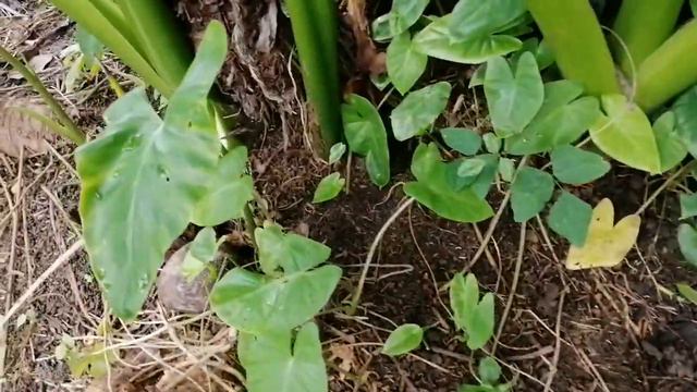 Giant Alocasia смотреть онлайн
