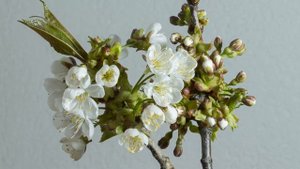 Очень красивое видео #4 Весна, природа