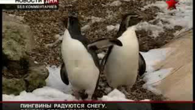 Зимняя сказка для пингвинов