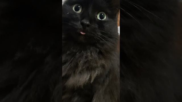 Смешная кошка #shorts