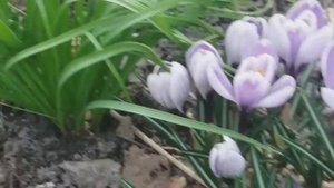 Первоцветы. Что цветет на нашей клумбе в марте?