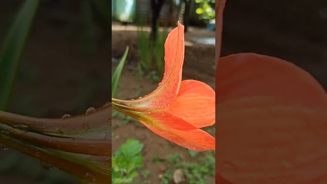 Hippeastrum striatum, the striped Barbados lily,#shorts