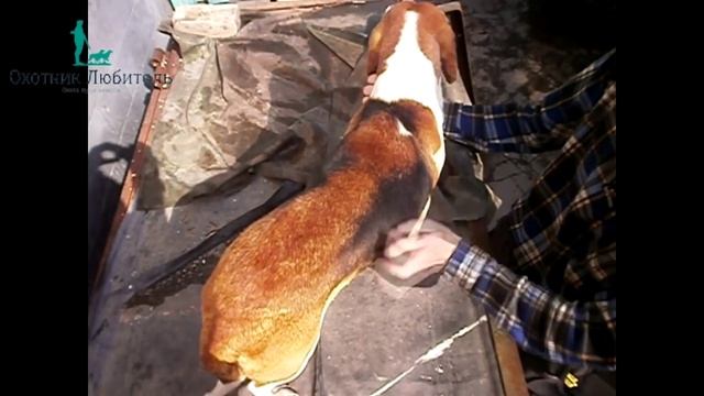 Эстонская гончая!Почему ХОРОШАЯ порода? смотреть онлайн