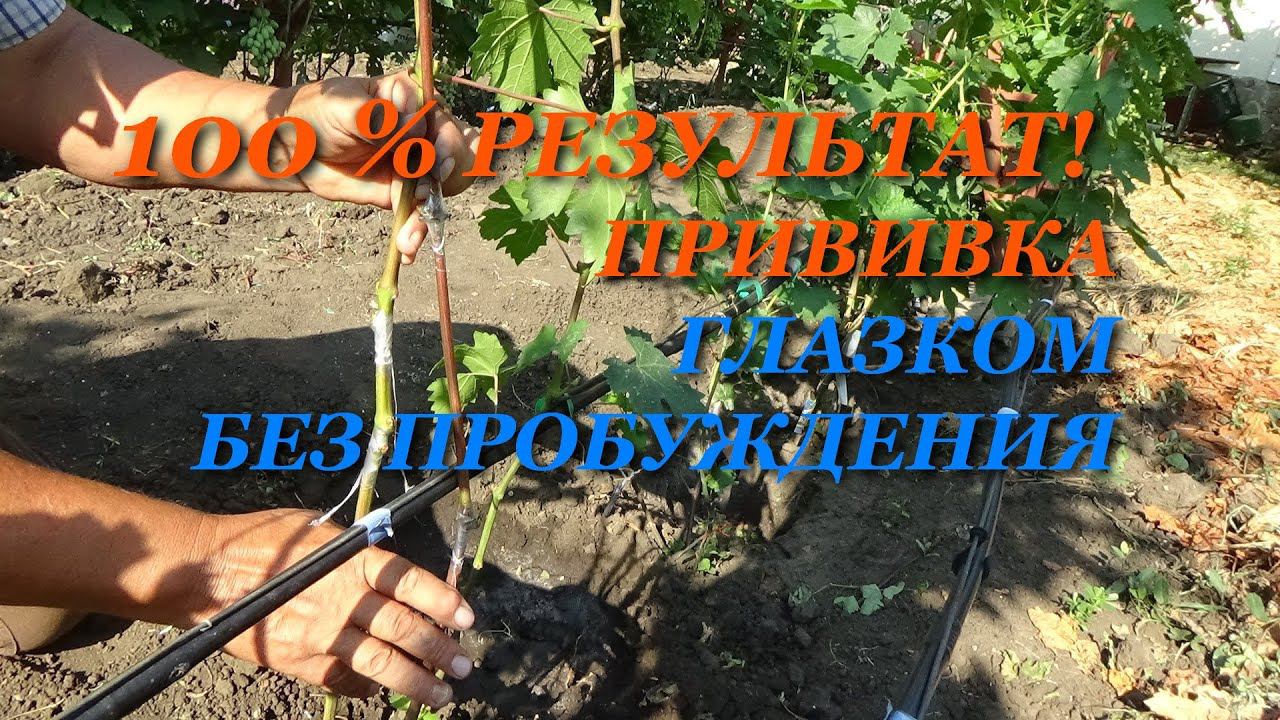 Как и когда делать зеленую прививку винограда глазком без пробуждения и добиться ее вызревания смотреть онлайн