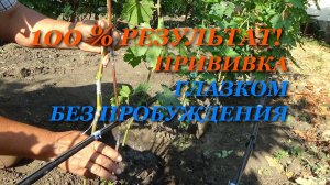 Как и когда делать зеленую прививку винограда глазком без пробуждения и добиться ее вызревания