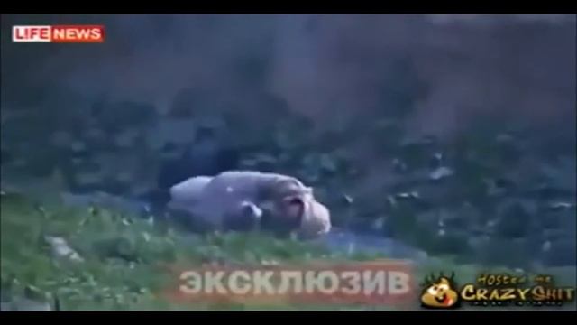 EN KÖTÜ PİTBULL SALDIRILIAR!! !!HARDCORE PİTBULL ATTACKS!!! смотреть онлайн