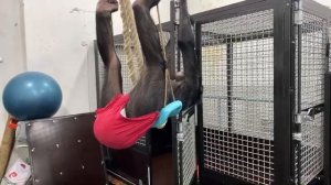 Дан Запашный с шимпанзе в Магнитогорском цирке / Dan Zapashny with chimpanzee