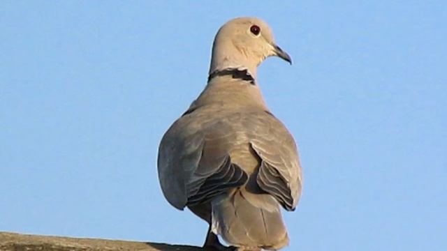 Горлица. Птицы на даче. смотреть онлайн