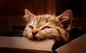 Смешные животные видео приколы / Животные видео приколы 2020