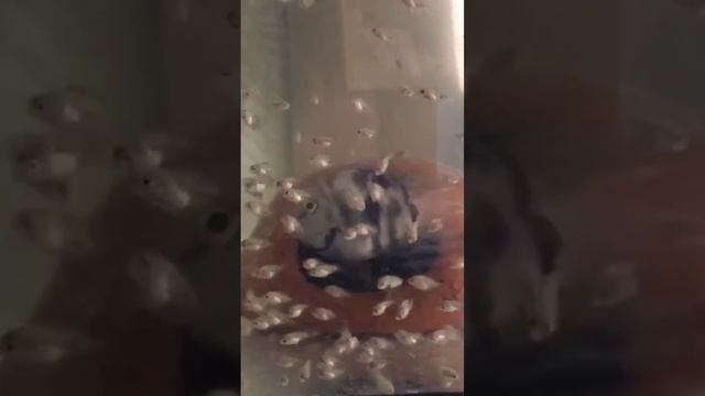 Заботливые родители со своими детьми. Попугай голубой тигр и его мальки возле дома гротика смотреть онлайн