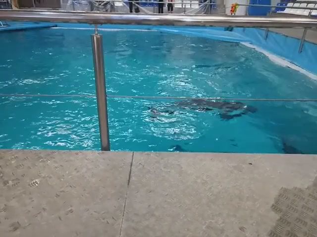 Дельфинарий 1