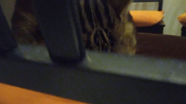 новогодняя ёлка и котики смотреть онлайн