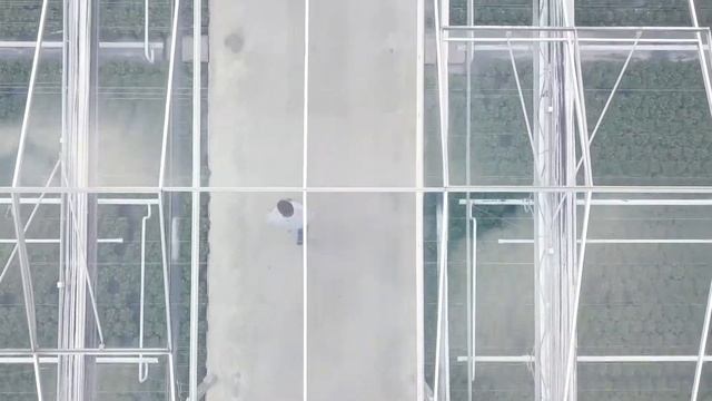 Edelgeranie - Pelargonium Grandiflorum - Veredelung und Erdwärme beim Züchter Apartus смотреть онлайн