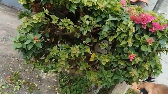 PODADOR TEKNA CC10B - Em uso смотреть онлайн