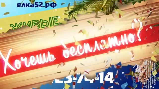 Живые елки на новый год. Елка52.рф смотреть онлайн