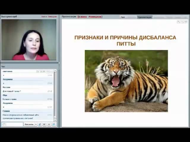 Признаки и причины дисбаланса питты