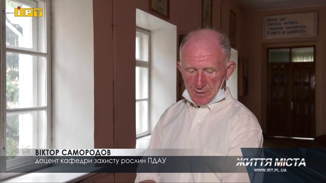 Небезпечна рослина - борщівник Сосновського масово і швидко розростається на Полтавщині смотреть онлайн