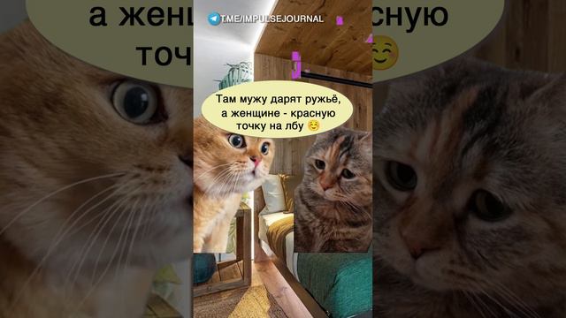 Никаких секретов #мыкотики #вмем #разговор #анекдот #шутки #кот #юмор #смешное #прикольно #мемы #cat