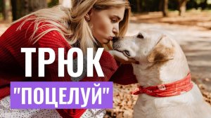 КАК НАУЧИТЬ СОБАКУ ВЫПОЛНЯТЬ ТРЮКИ? Трюк “Поцелуй”