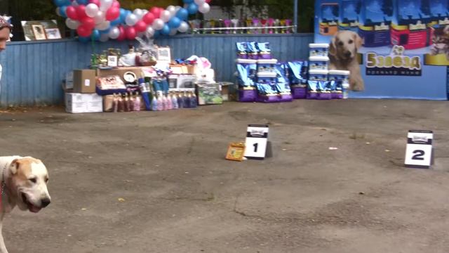 Моно среднеазиатских овчарок "Созвездие Альфа - 2012" смотреть онлайн